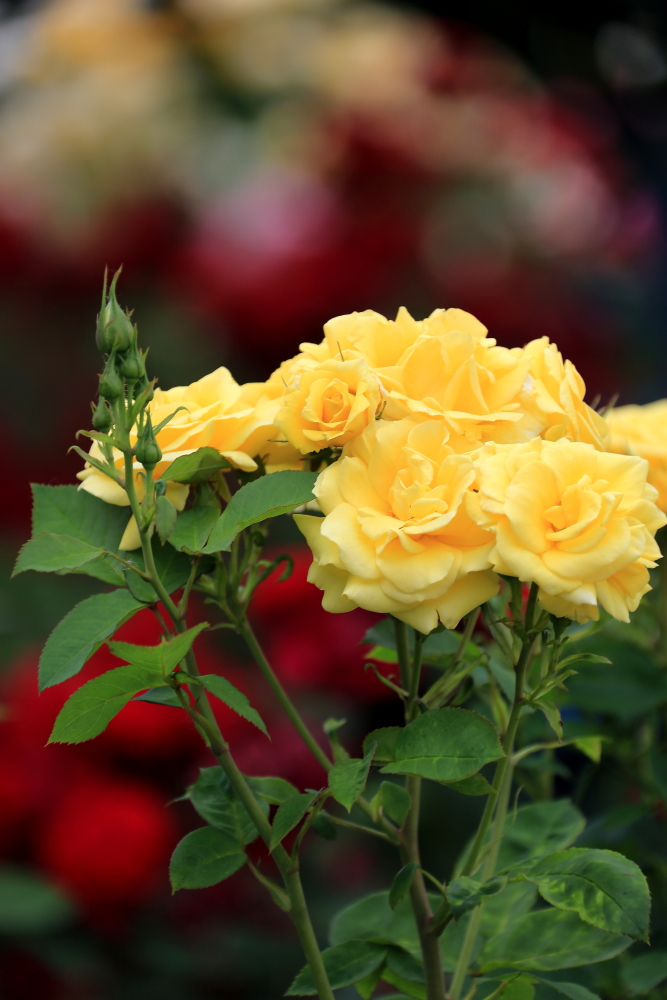 五月赏月季；青山吹奏《茉莉花》D调半音阶口琴演奏