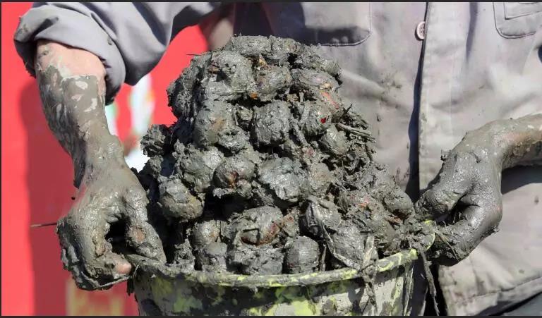 大杭州有种蔬菜只有冬天有，生吃是水果做菜一级棒，你猜是啥？荸荠甜，要过年，你家年货“备齐”没？