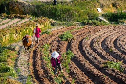 什么农药防虫最快最好用,十种常见农药治病