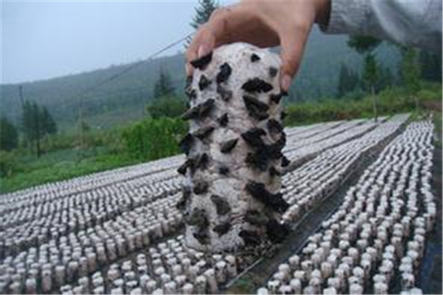 适合鲁北种植的黑木耳高产品种,黑木耳露地栽培技术工艺与管理
