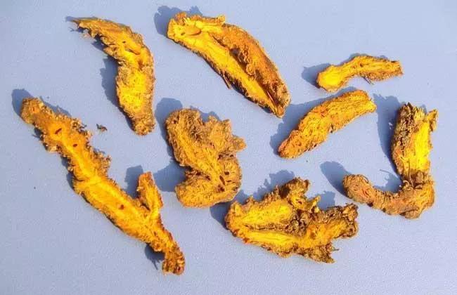 黄连是中药么,每日一味中药黄芩