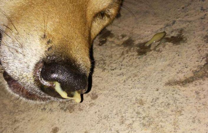 狗狗流鼻涕的症状和治疗,狗狗流鼻涕多久能好转正常