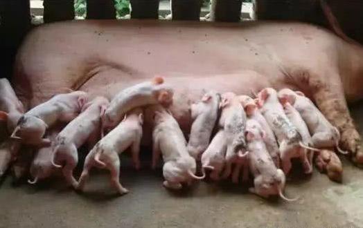 母猪产仔过多要怎样养活,提高母猪产仔成活率论文