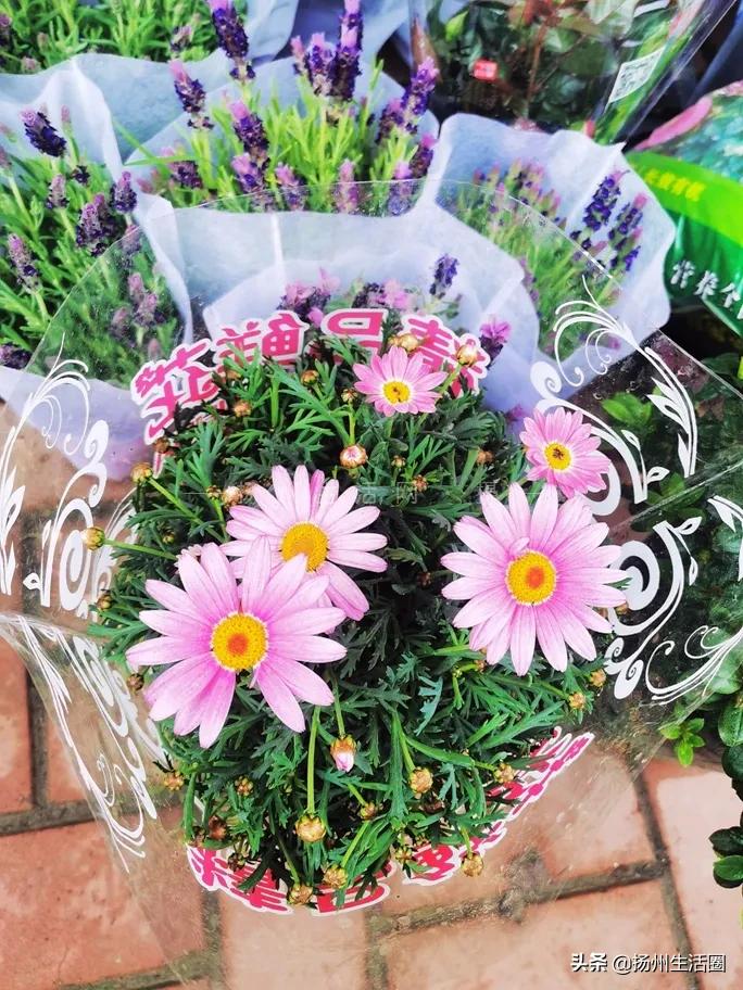 2元花盆批发清仓,2元花卉批发市场