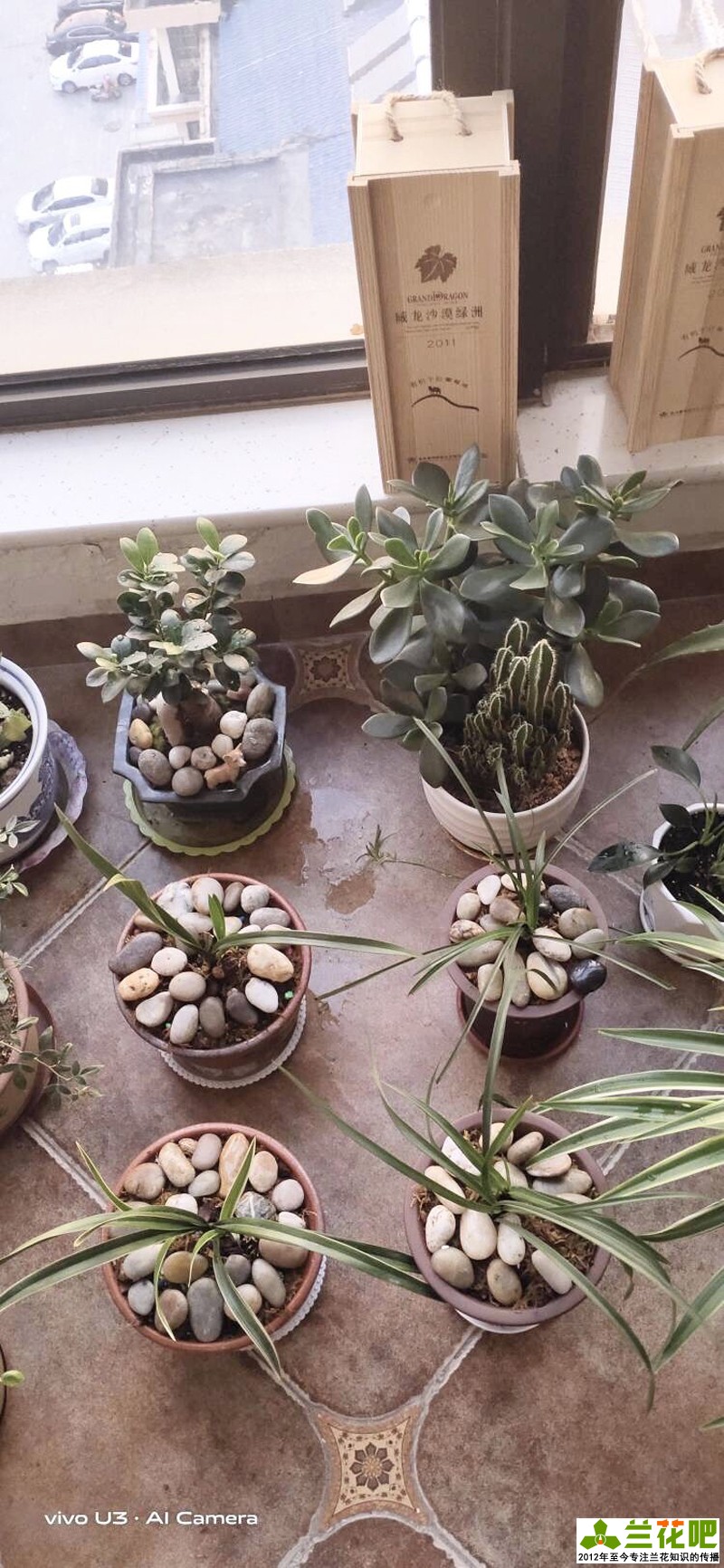 兰花浇水为了达到“润”，在3种花盆上，分享我走的弯路