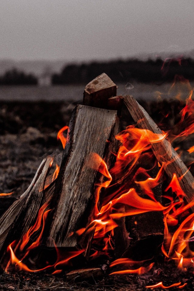无水印壁纸萌宠,无水印高清宠物壁纸