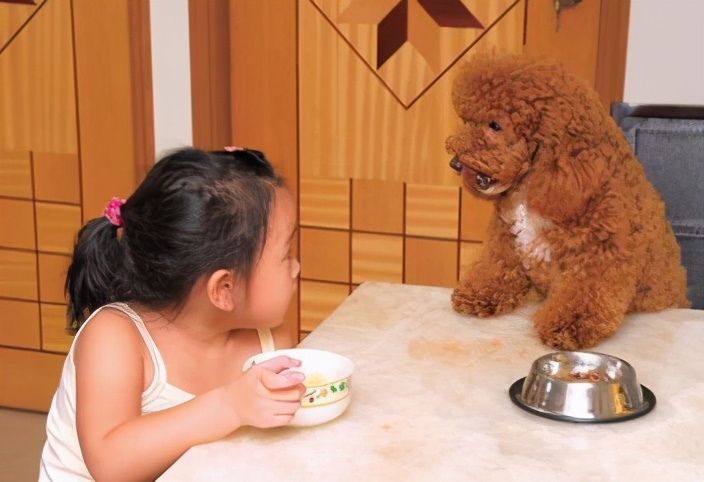 泰迪犯了错误怎么办,泰迪出现这几个行为是在守护你