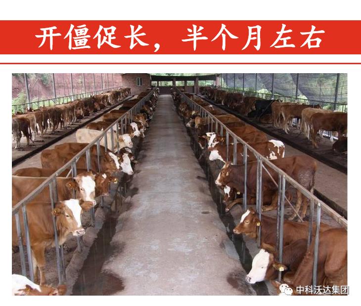 益力健牛羊专用中成药,益立健兽药