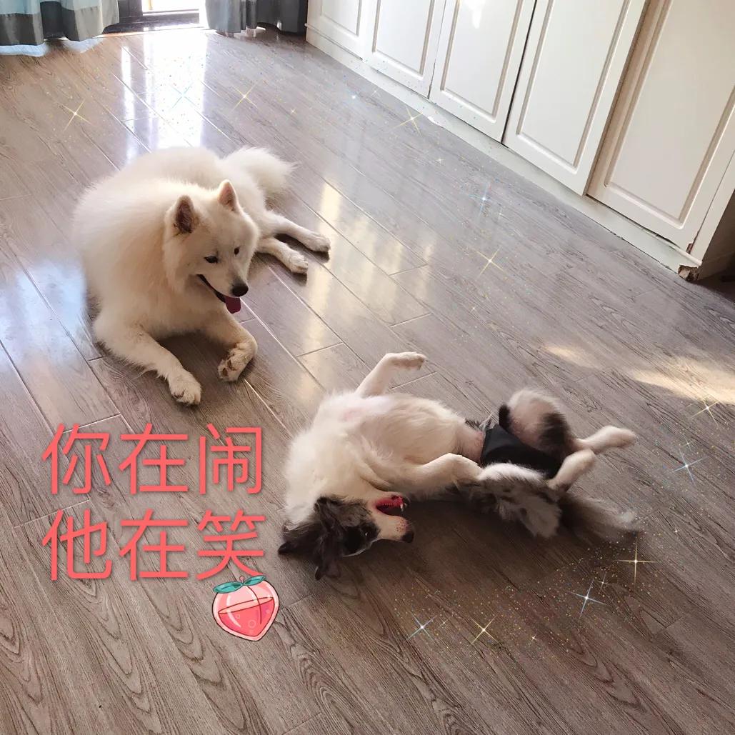 你想知道,如何正确对待狗狗发情期吗?