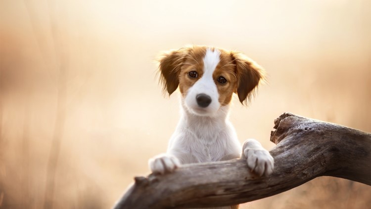 狗狗患有关节炎会不会影响寿命,狗狗关节炎都有哪些表现