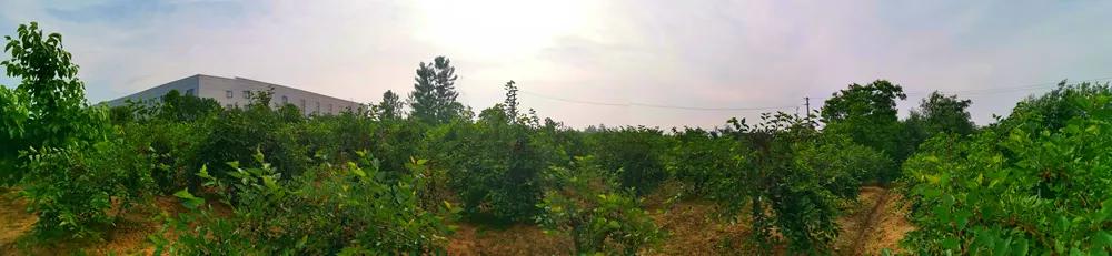 一杯紫酒,轻松周末,采摘品鉴邀您相约