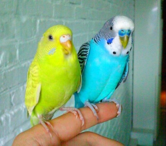 虎皮鹦鹉快速配对技巧,虎皮鹦鹉养殖技巧