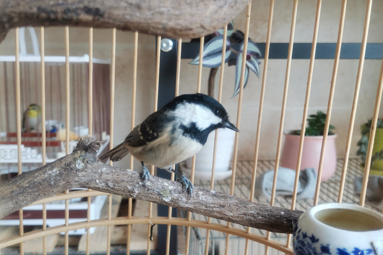 为什么最近养的贝子鸟不易成活,贝子鸟为什么那么难养