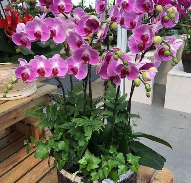 家里养什么花对身体有危害,从风水角度说哪些花不可以家里养