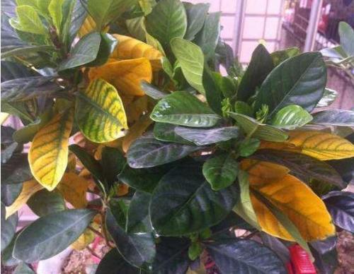 栀子花小黑虫什么样,栀子花就是养不活怎么办