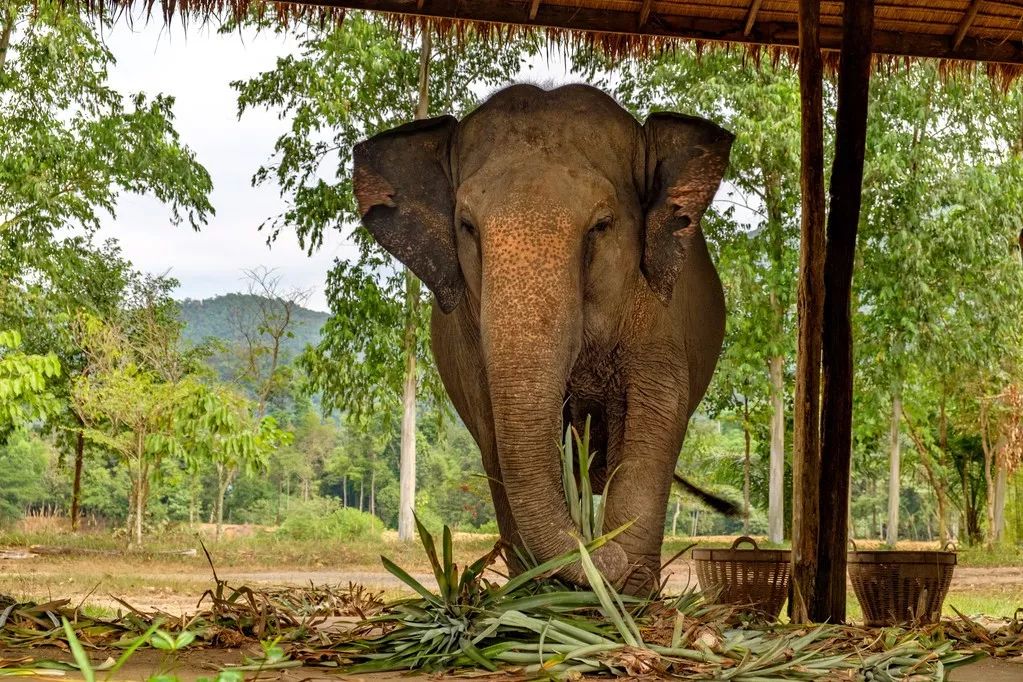 象岛和苏梅哪个好,比普吉岛性价比高的地方