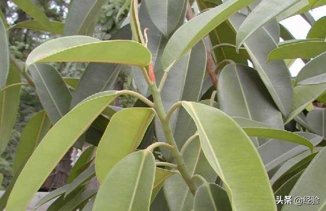 橡皮树黄叶掉叶是怎么回事,橡皮树掉叶的地方还能长出叶子吗