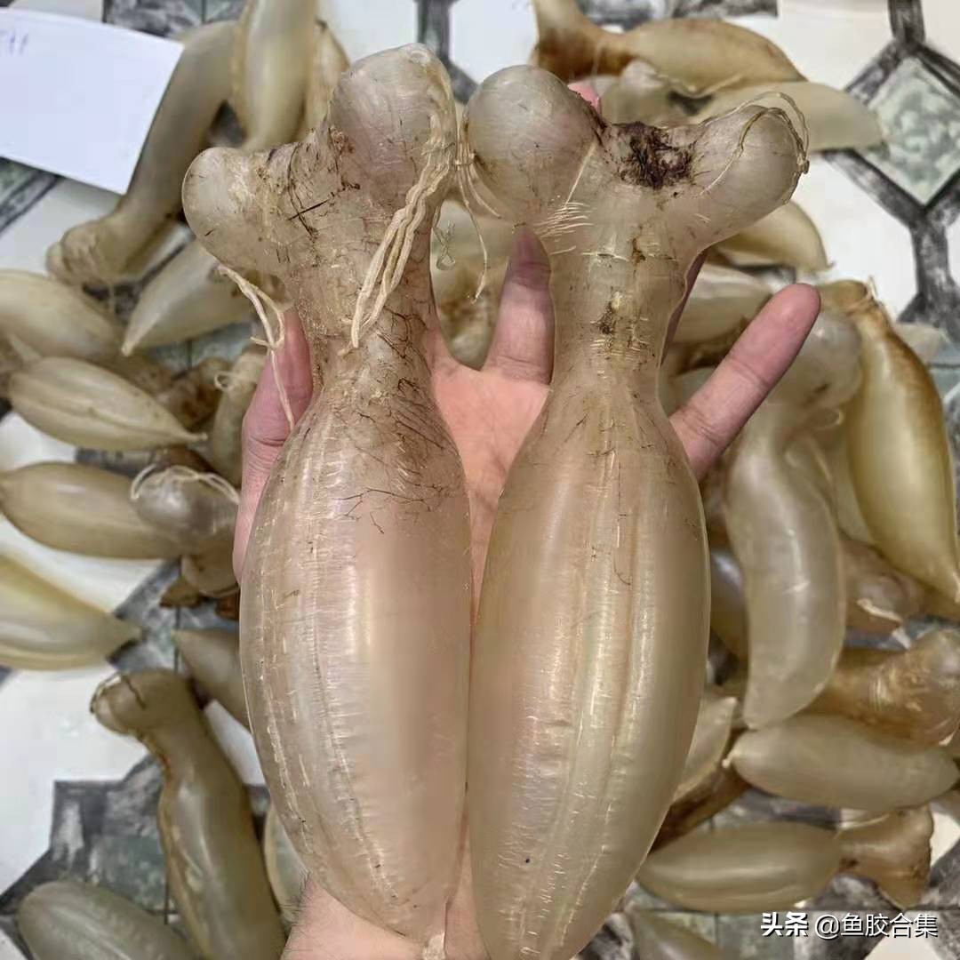 什么产地蜘蛛胶比较好,正宗印尼蜘蛛胶