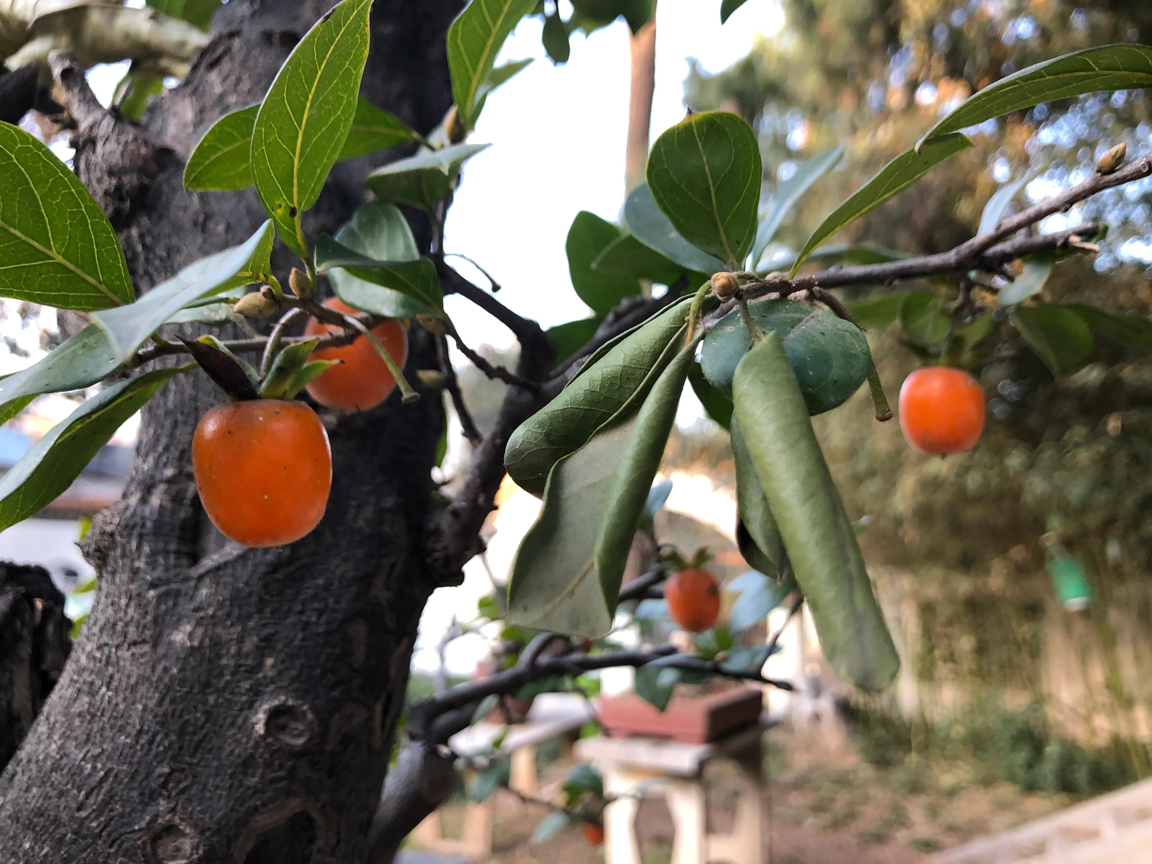平顶山河滨公园旅游攻略,平顶山森林公园游记