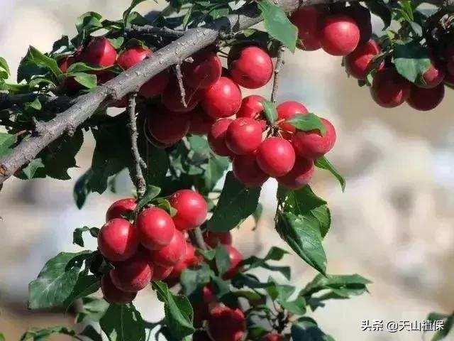 伊犁可克达拉草原,伊犁草原之旅