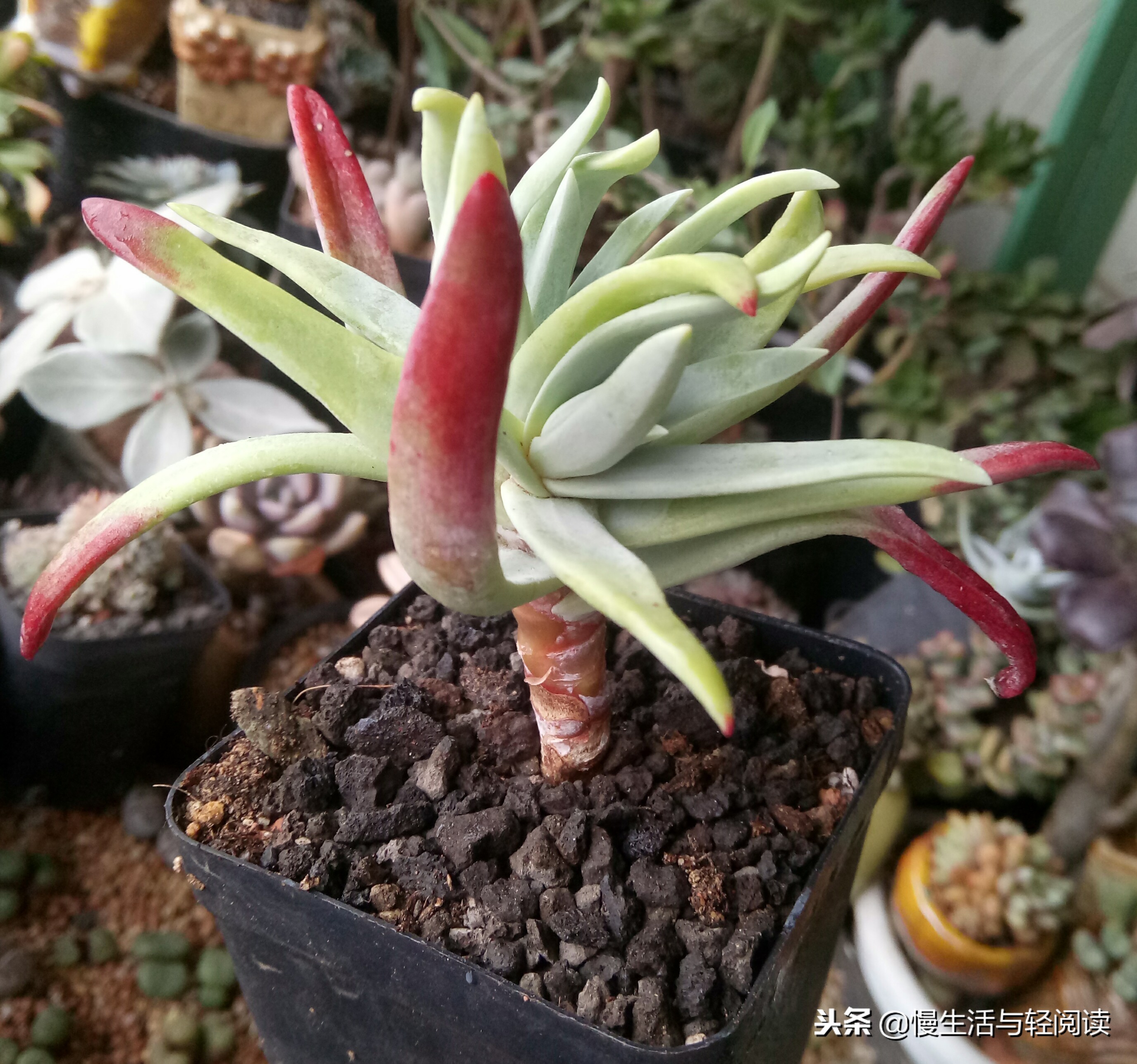 慢生活轻小说免费阅读,慢生活轻小说