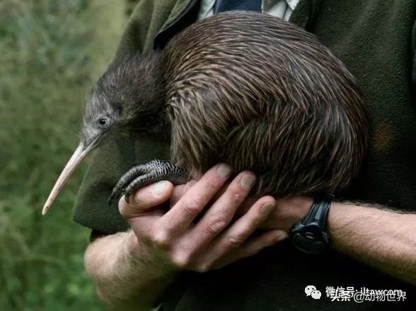 奇异鸟的样子,奇异鸟在哪里