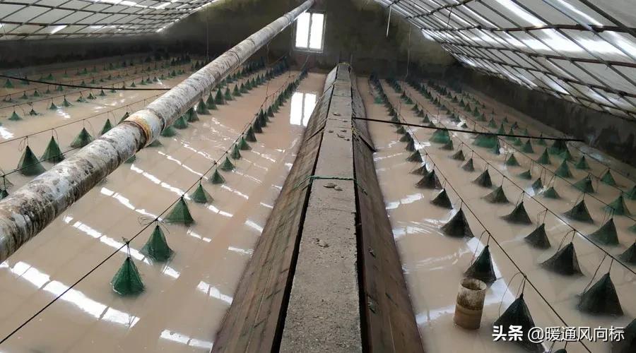 三大案例，带你走进农业种植大棚、畜牧养殖和水产养殖供热市场