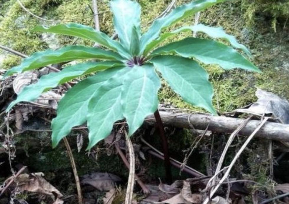 小溪边上最常见的野草,七叶莲是什么野草