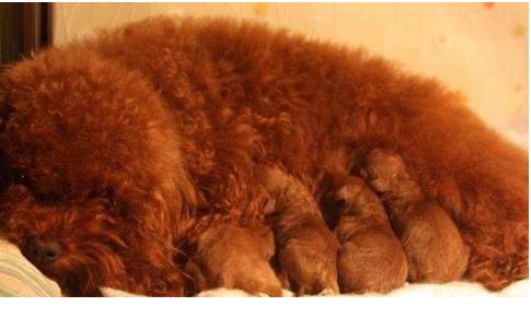 泰迪半岁突然鼻头褪色怎么回事,泰迪鼻子上面的毛褪色怎么回事