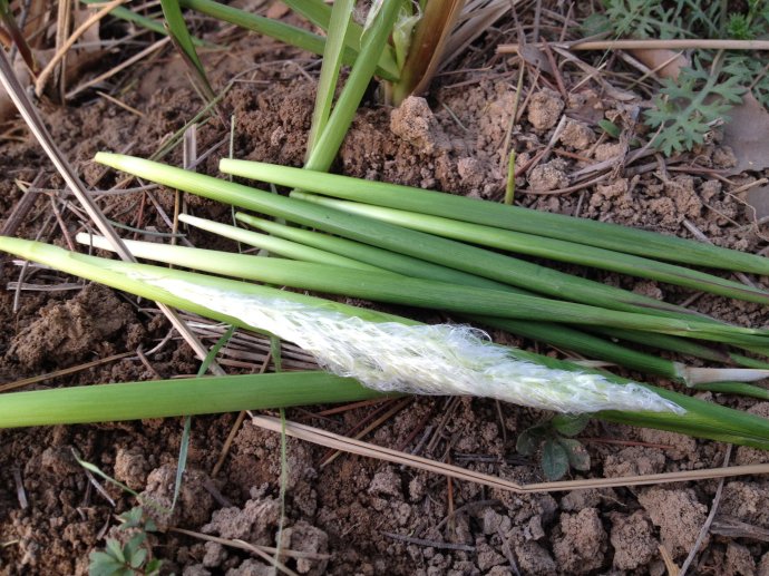 说文解字第339讲,说文解字第143课全集