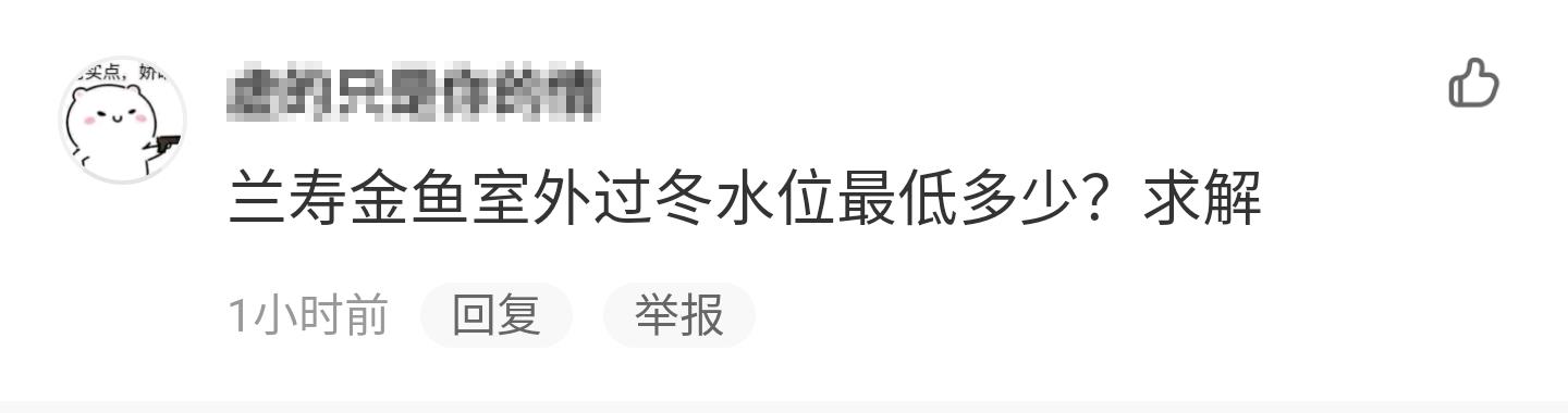 兰寿金鱼自然过冬好还是加温好,兰寿金鱼怎么过冬