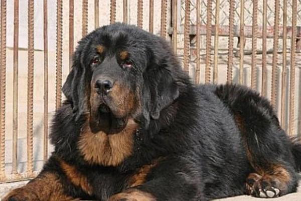 45种常见狗狗认几种主人,45种常见狗狗拉布拉多图片