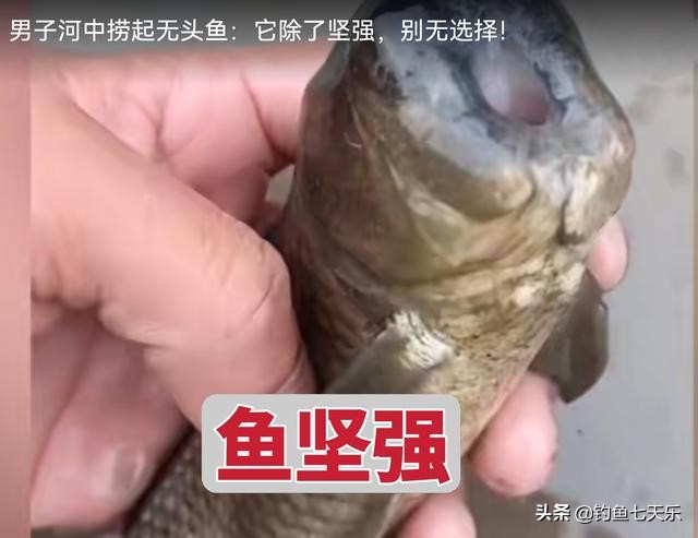 现实版“鱼坚强”！贵州一男子发现“无头鱼”，没了头竟然还能活