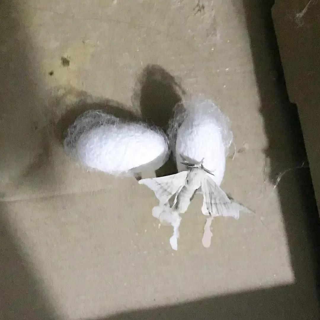 蚕宝宝你在养吗,蚕宝宝养的过密会死吗