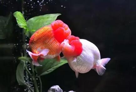 观赏鱼价格一般多少钱一条,价格较贵的观赏鱼都有哪些