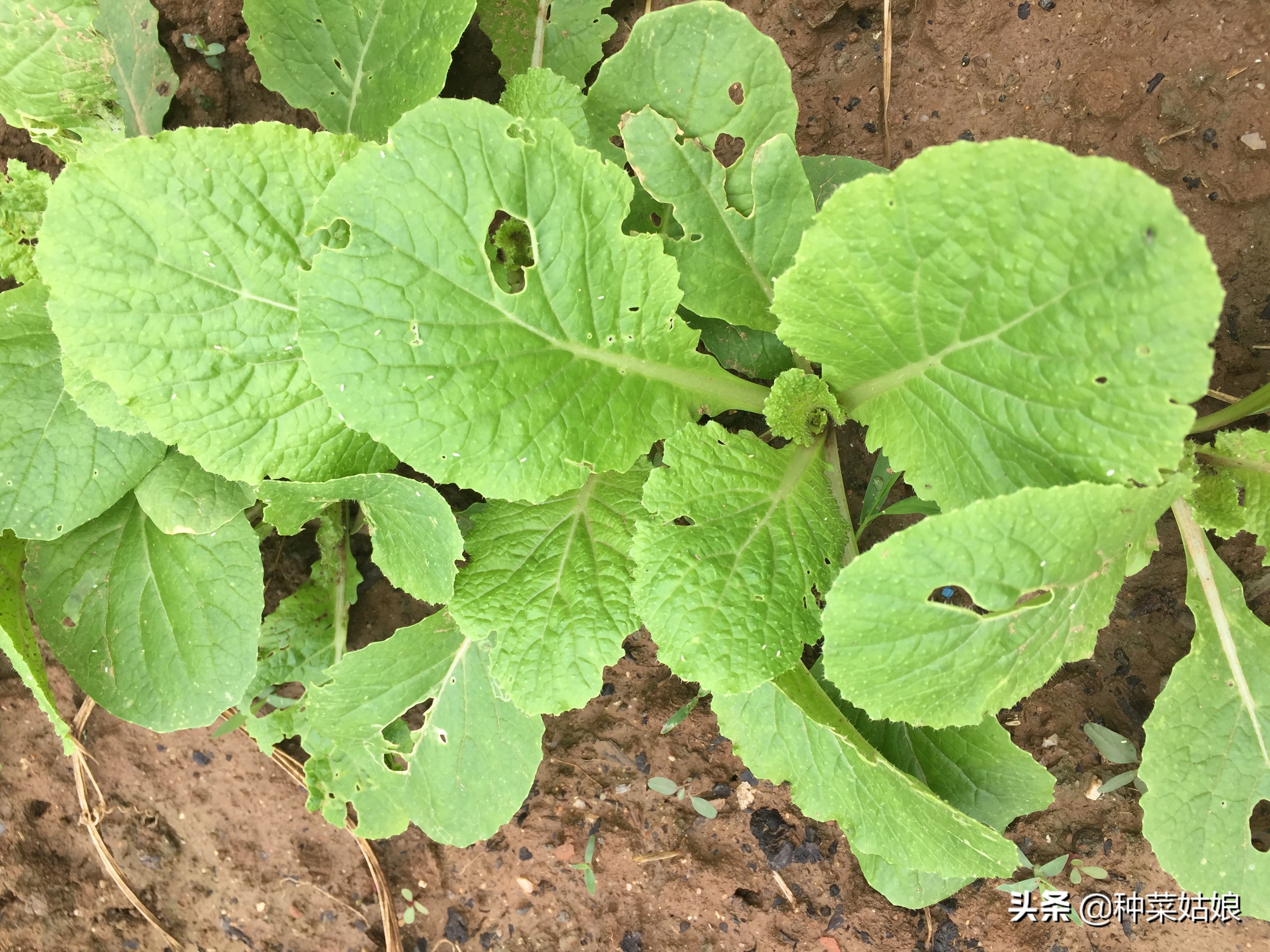 白菜萝卜有虫怎么治用什么药,怎样防止白菜菜青虫