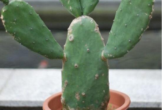 仙人掌有毒吗会不会咬人,带刺的仙人掌有毒吗能放卧室吗