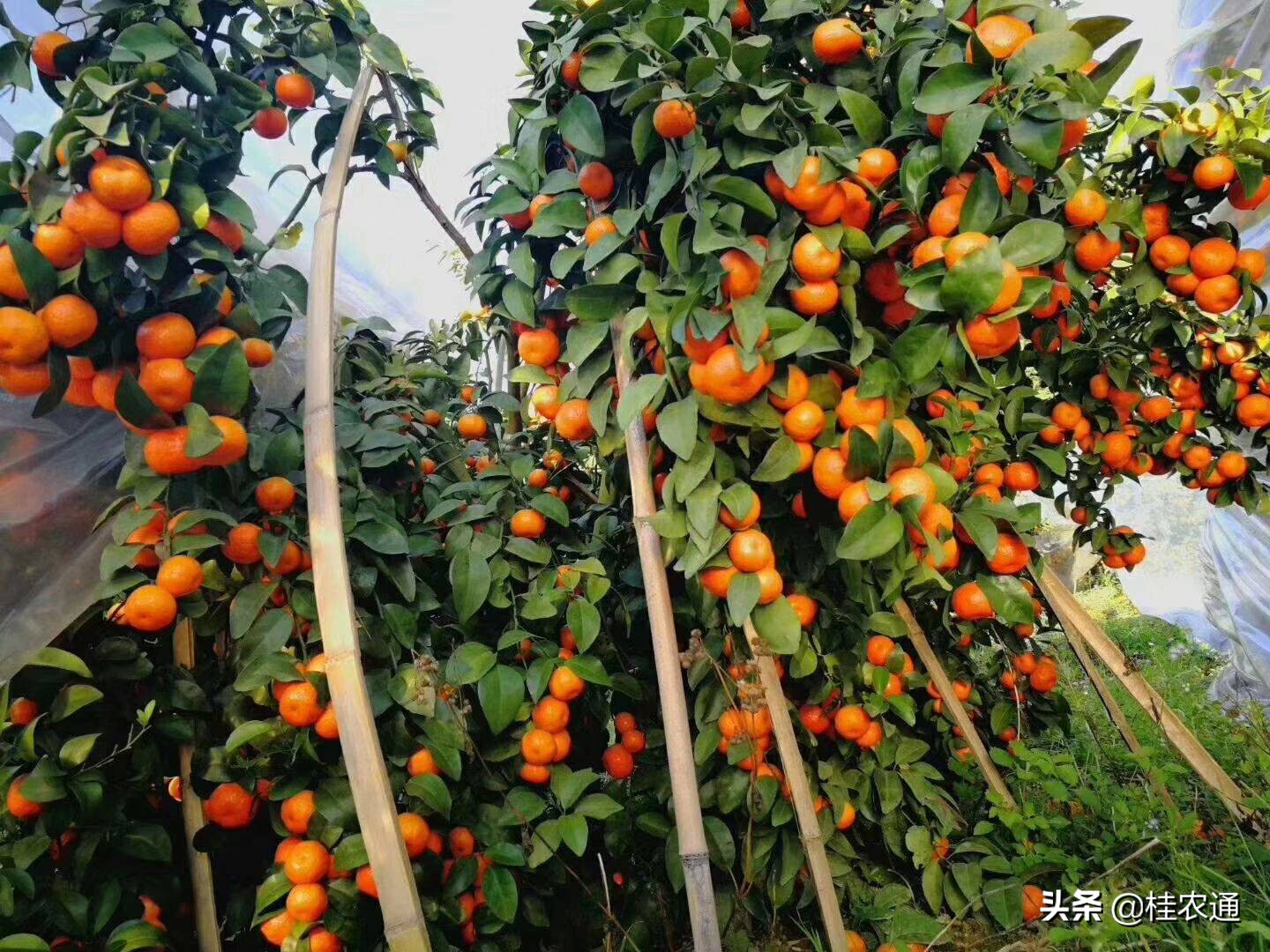 广西沙糖桔严选,优果优品沙糖桔