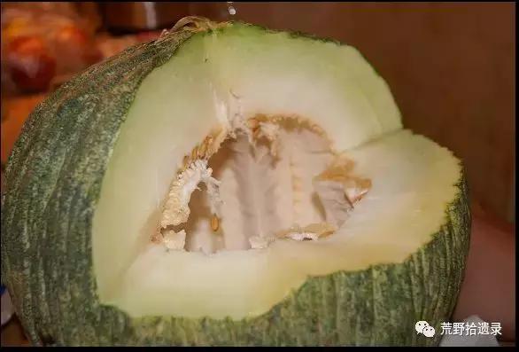 四川适合种植哈密瓜甜瓜品种,甜瓜种植技术新疆哈密瓜