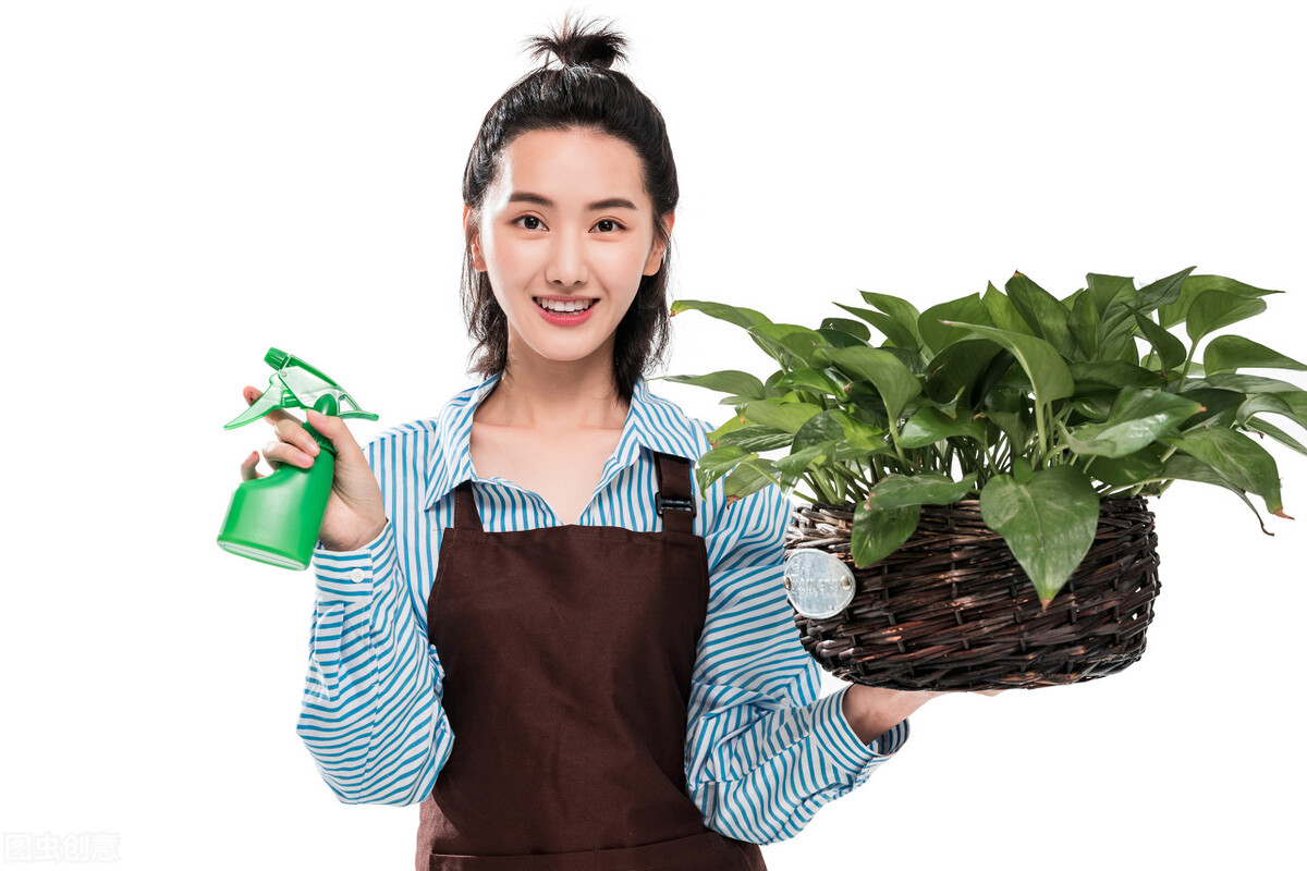 绿萝开始有黄叶了怎么处理,绿萝老黄叶怎么养