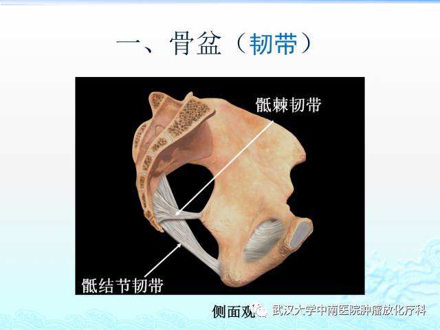 女性盆腔解剖与断层影像