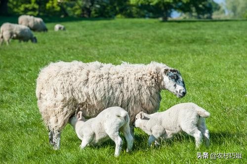 刚出生的小羊羔需要注意什么,小羊羔喂牛奶注意事项