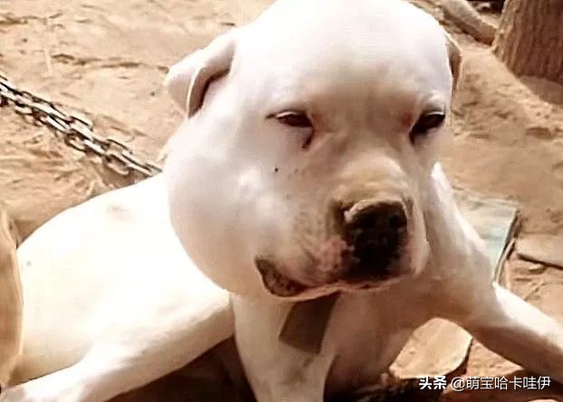 狗狗嘴巴突然肿了是过敏吗,狗狗嘴巴被咬了个洞肿起来了