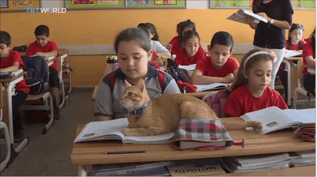 去土耳其当猫好吗,在土耳其做一只幸福的猫