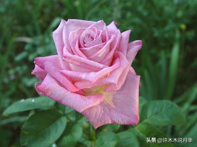 大花浓香四季开花的月季有哪些,黑紫色的月季花有哪些