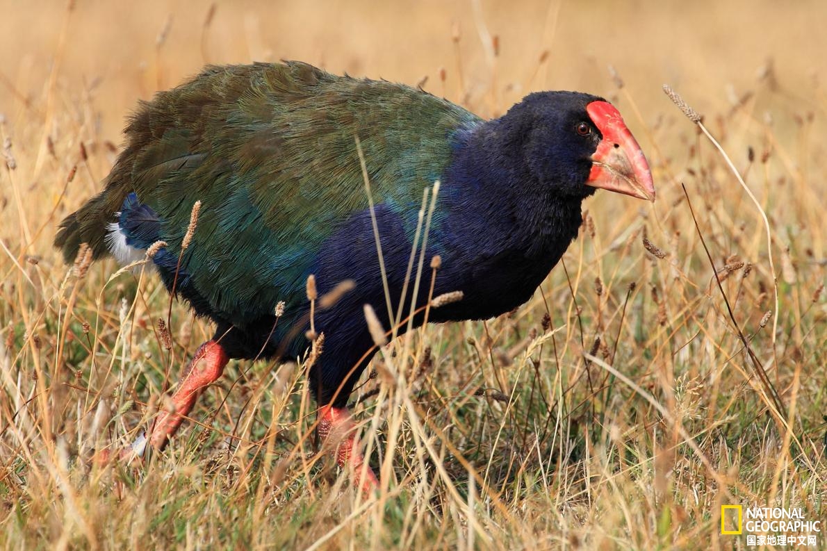 世界奇妙物种死亡录像带,10种奇妙动物
