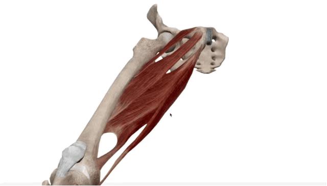 改善大腿内侧赘肉松弛运动,大腿内侧紧实的有效的方法