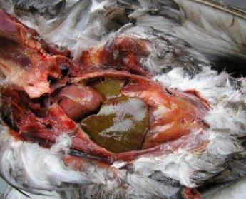 鸡得伤寒有什么症状,鸡肝脏肿大是怎么引起