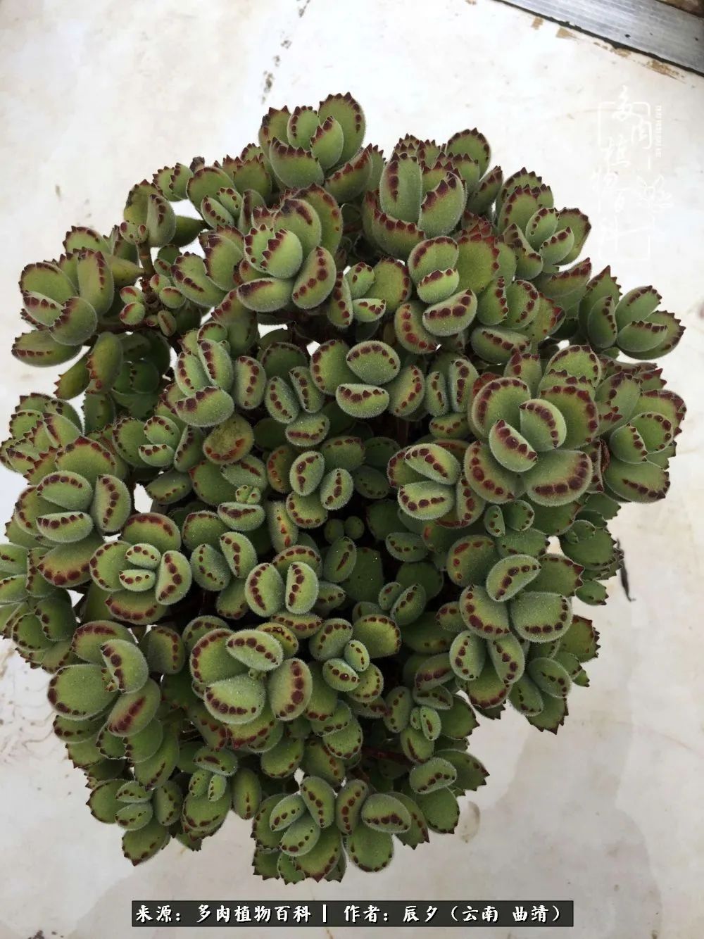 缂辩换鏃栨棊钁宠暏鐢熼,缂辩换鏃栨棊钁宠暏鐢熼鍑哄