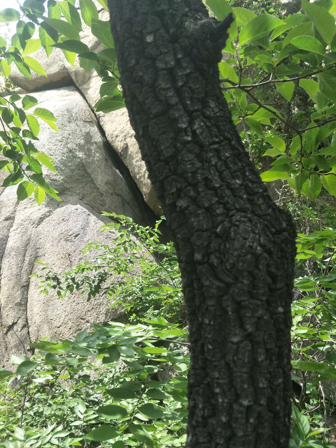 踏春五宝庵风景,踏春五宝庵山在哪里